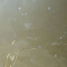 Surface View : 72 Hours after Addition