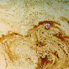 Surface View : 24 Hours after Addition